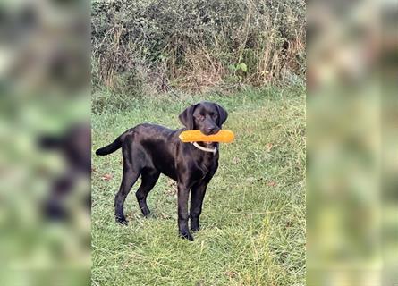 Labrador Welpen