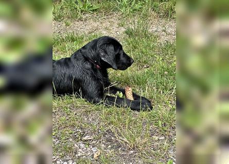 Labrador Welpen