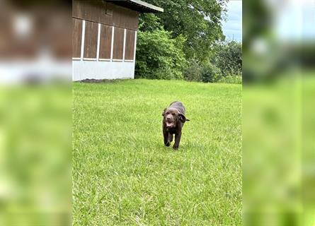 Labrador Welpen