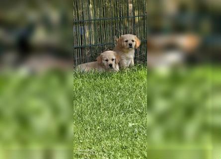 Golden Retriever Welpen mit Stammbaum