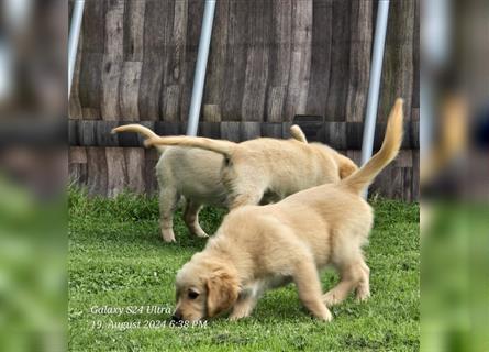 Golden Retriever Welpen mit Stammbaum