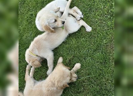 Golden Retriever Welpen mit Stammbaum