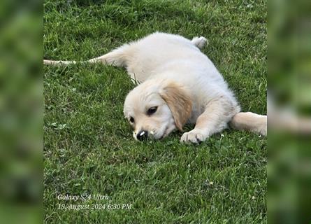 Golden Retriever Welpen mit Stammbaum