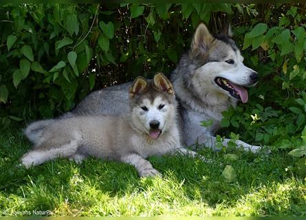 Zuchtstätte Silberglanz- C-Wurf / Alaskan Malamute Welpen - 3 Weibchen/2 Rüden