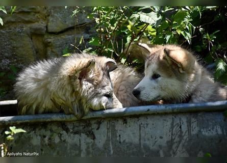 Zuchtstätte Silberglanz- C-Wurf / Alaskan Malamute Welpen - 3 Weibchen/2 Rüden