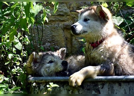 Zuchtstätte Silberglanz- C-Wurf / Alaskan Malamute Welpen - 3 Weibchen/2 Rüden