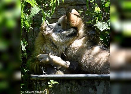 Zuchtstätte Silberglanz- C-Wurf / Alaskan Malamute Welpen - 3 Weibchen/2 Rüden