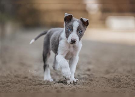 Border Collies