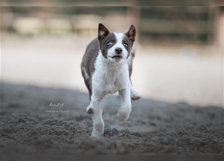 Border Collies