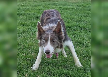 Border Collies