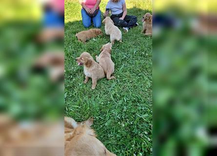 Golden Retriever Welpen