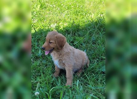 Golden Retriever Welpen