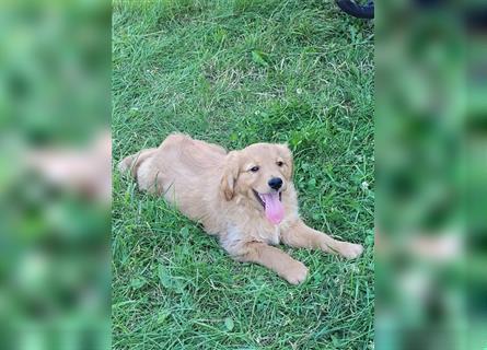 Golden Retriever Welpen