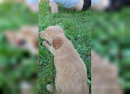 Golden Retriever Welpen