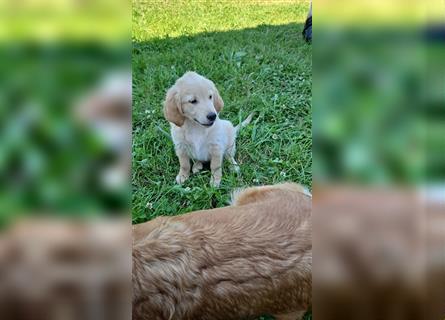 Golden Retriever Welpen