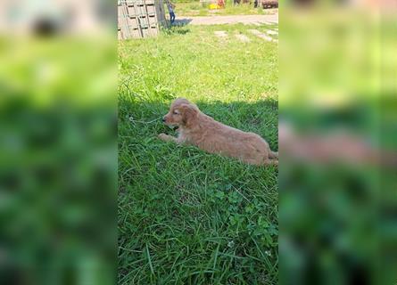 Golden Retriever Welpen