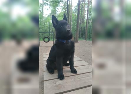 Schipperke Welpe Rüde