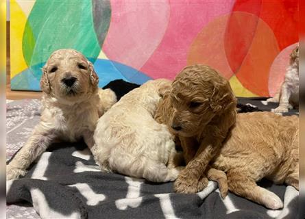 Goldendoodle Welpen Hypoallergen, als Therapiehunde sehr geeignet