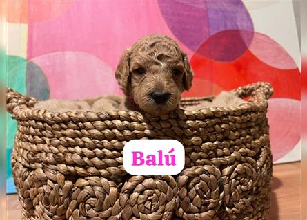 Goldendoodle Welpen Hypoallergen, als Therapiehunde sehr geeignet