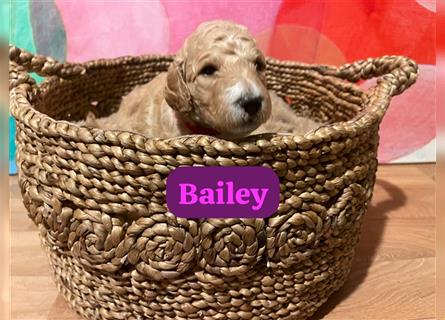 Goldendoodle Welpen Hypoallergen, als Therapiehunde sehr geeignet