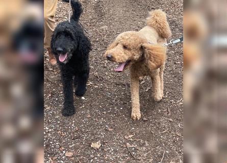 Goldendoodle Welpen Hypoallergen, als Therapiehunde sehr geeignet