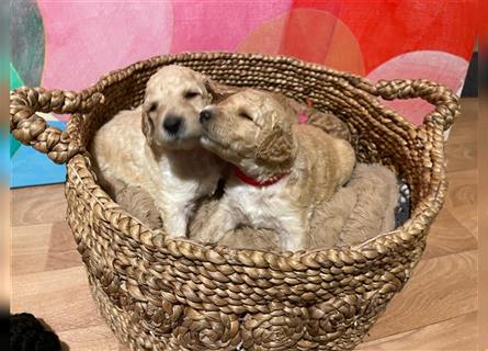 Goldendoodle Welpen Hypoallergen, als Therapiehunde sehr geeignet