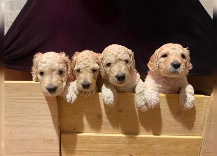 Goldendoodle Welpen Hypoallergen, als Therapiehunde sehr geeignet