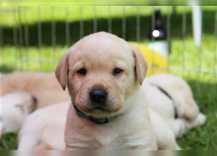 Labrador Welpen Arbeitslinie reinrassig