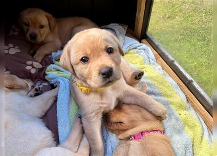 Reinrassige Labrador-Welpen suchen ein liebevolles zu Hause.