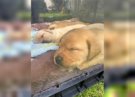 Reinrassige Labrador-Welpen suchen ein liebevolles zu Hause.