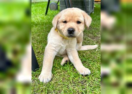 Reinrassige Labrador-Welpen suchen ein liebevolles zu Hause.