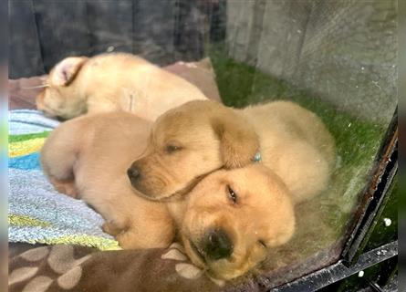 Reinrassige Labrador-Welpen suchen ein liebevolles zu Hause.