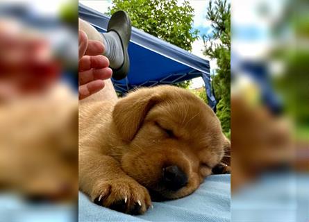 Reinrassige Labrador-Welpen suchen ein liebevolles zu Hause.