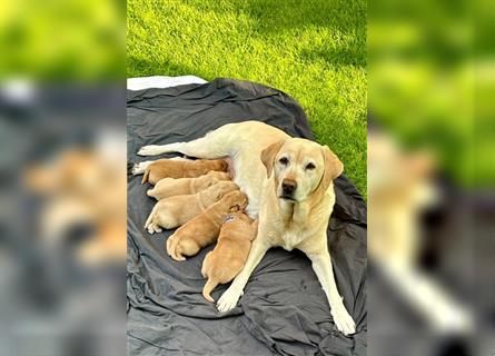 Reinrassige Labrador-Welpen suchen ein liebevolles zu Hause.