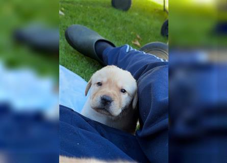 Reinrassige Labrador-Welpen suchen ein liebevolles zu Hause.