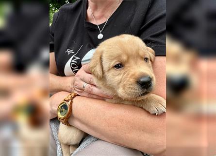 Reinrassige Labrador-Welpen suchen ein liebevolles zu Hause.