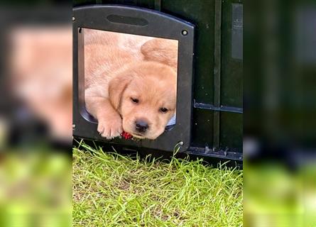 Reinrassige Labrador-Welpen suchen ein liebevolles zu Hause.