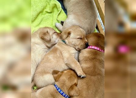 Reinrassige Labrador-Welpen suchen ein liebevolles zu Hause.