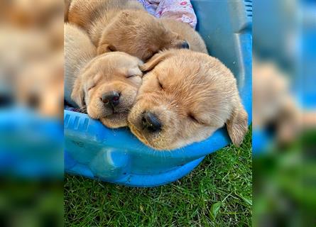 Reinrassige Labrador-Welpen suchen ein liebevolles zu Hause.