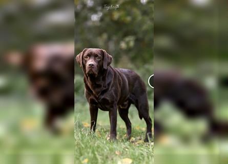 Labrador Welpen - suchen ihr 5-Sterne Zuhause