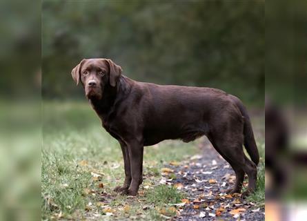 Labrador Welpen - suchen ihr 5-Sterne Zuhause