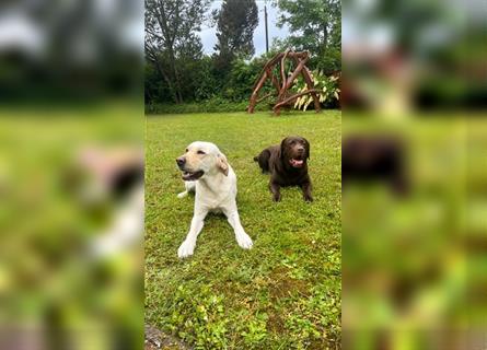 Labrador Welpen - suchen ihr 5-Sterne Zuhause