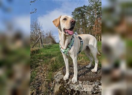 Labrador Welpen - suchen ihr 5-Sterne Zuhause