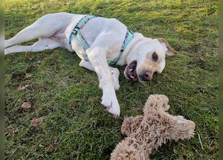 Labrador Welpen - suchen ihr 5-Sterne Zuhause