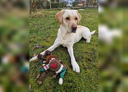 Labrador Welpen - suchen ihr 5-Sterne Zuhause