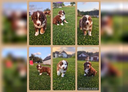 Australian Shepherd Welpen