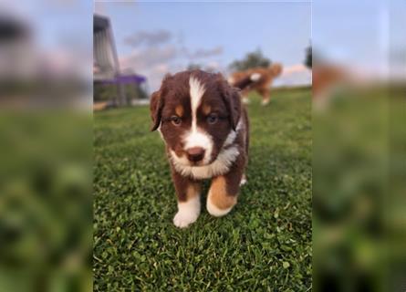 Australian Shepherd Welpen