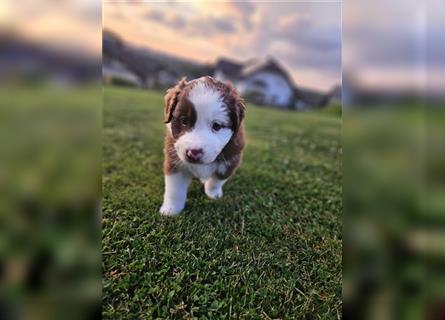 Australian Shepherd Welpen