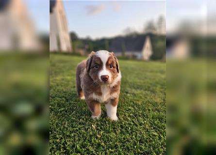 Australian Shepherd Welpen