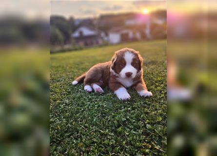 Australian Shepherd Welpen